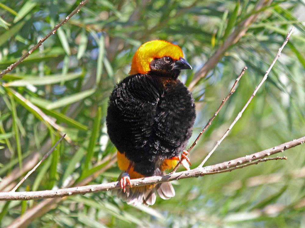 黑臀巧织雀 / Zanzibar Red Bishop / Euplectes nigroventris