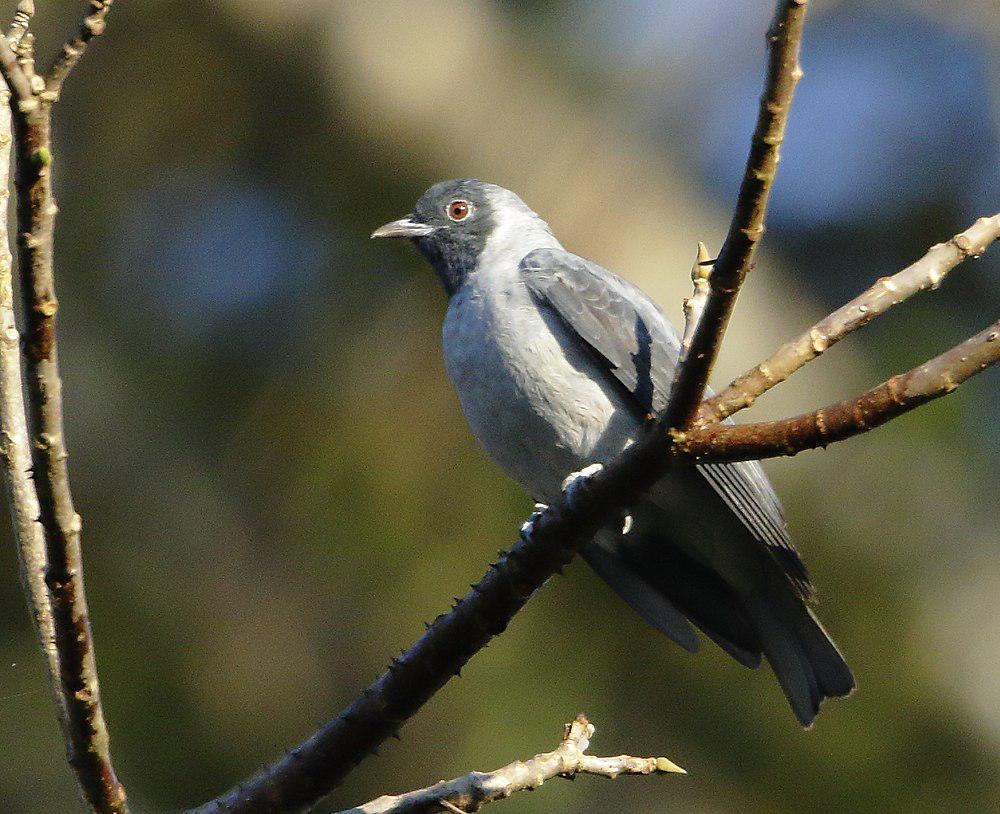 黑脸伞鸟 / Black-faced Cotinga / Conioptilon mcilhennyi