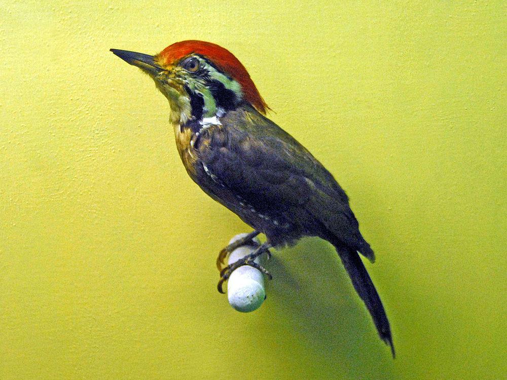 绿背三趾啄木鸟 / Olive-backed Woodpecker / Gecinulus rafflesii