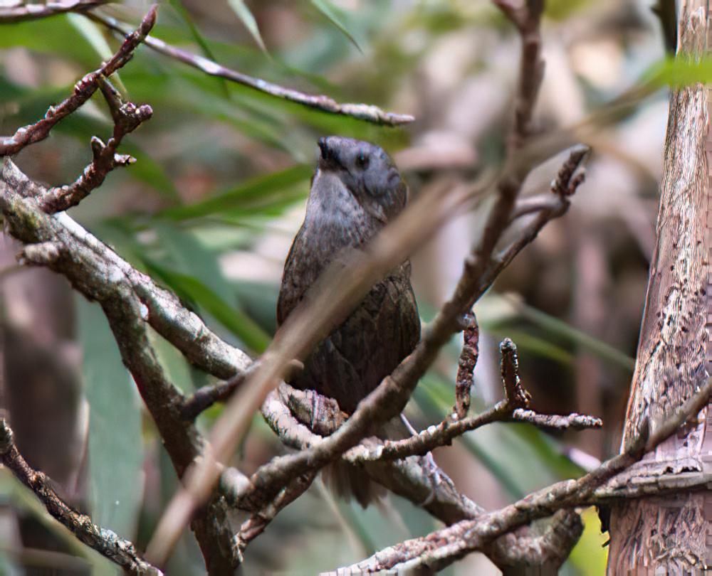 淡喉鹩鹛 / Pale-throated Wren-Babbler / Spelaeornis kinneari