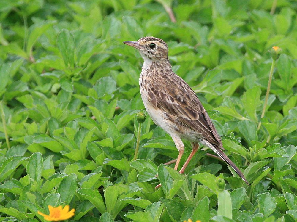 澳洲鹨 / Australian Pipit / Anthus australis