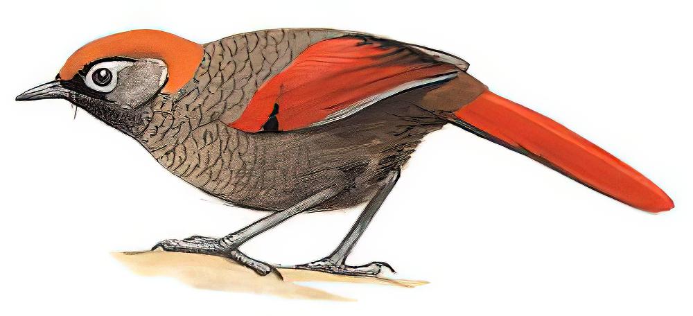 赤尾噪鹛 / Red-tailed Laughingthrush / Trochalopteron milnei