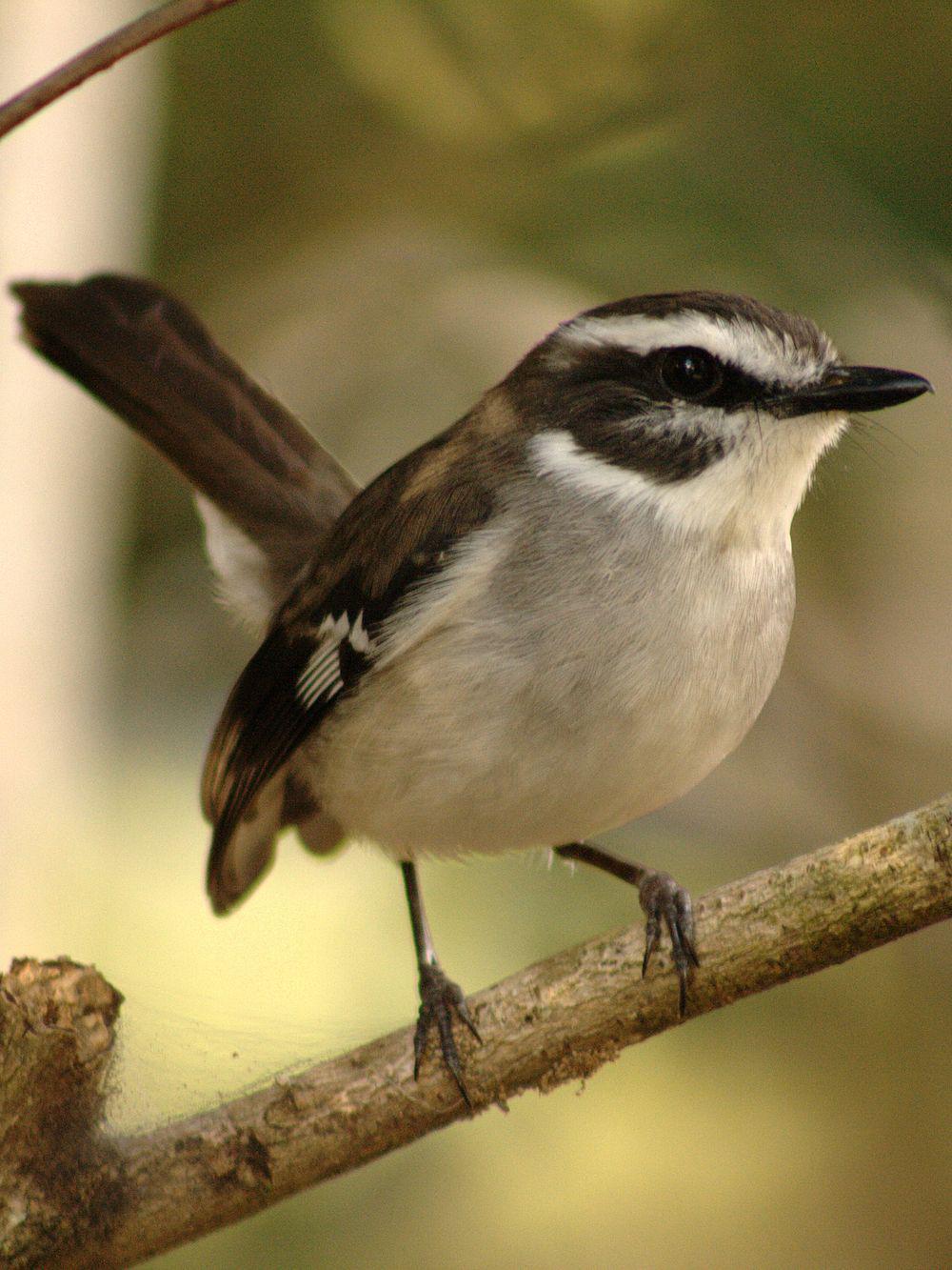 白眉杂色鹟 / White-browed Robin / Poecilodryas superciliosa