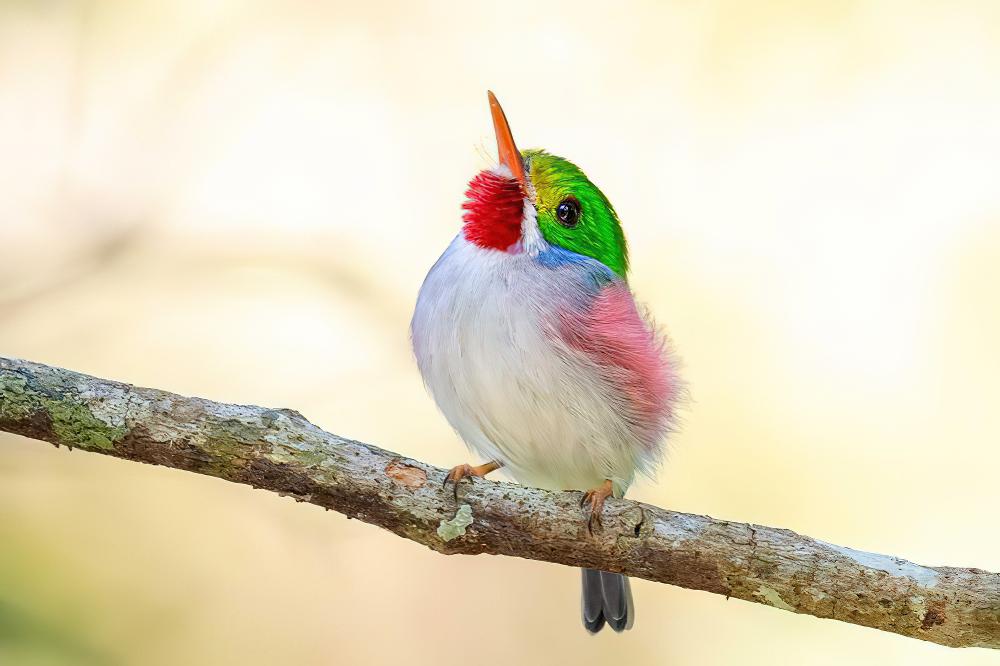 杂色短尾鴗 / Cuban Tody / Todus multicolor