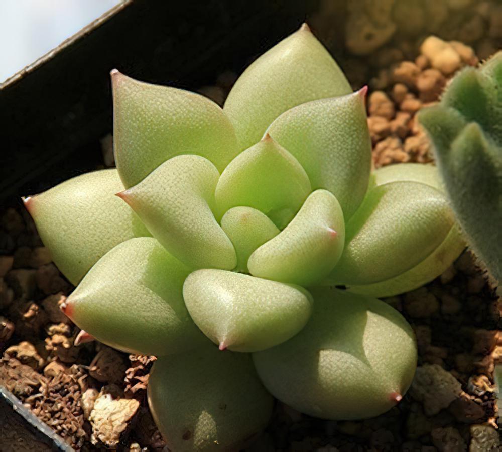 Echeveria agavoides-东云