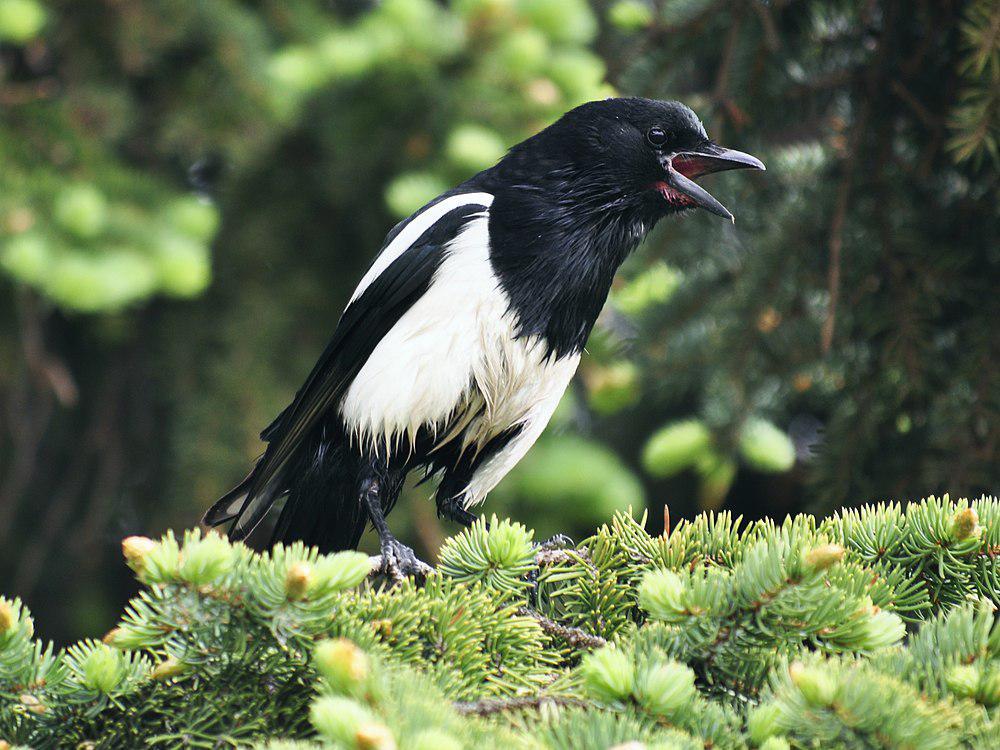 黑嘴喜鹊 / Black-billed Magpie / Pica hudsonia