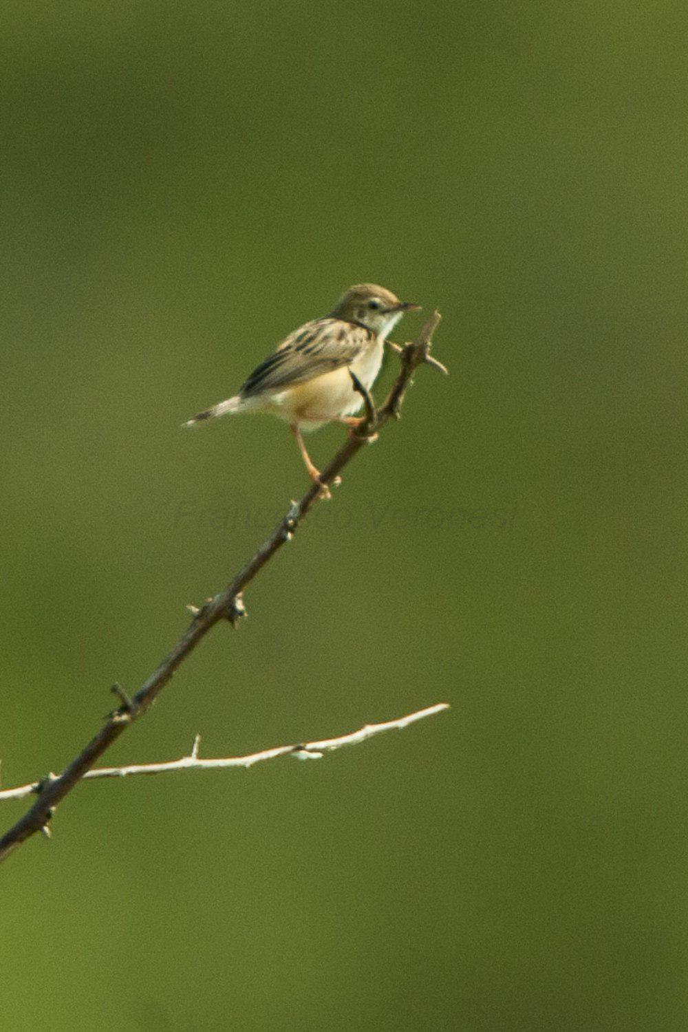 短翅扇尾莺 / Short-winged Cisticola / Cisticola brachypterus