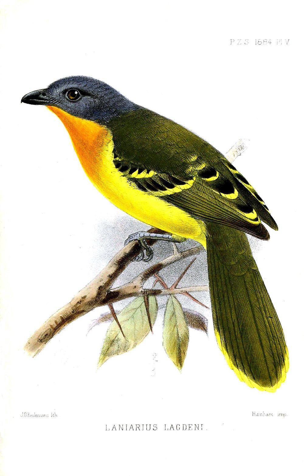 中非丛鵙 / Lagden\'s Bushshrike / Malaconotus lagdeni