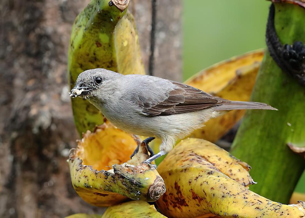 纯色唐加拉雀 / Plain-colored Tanager / Tangara inornata