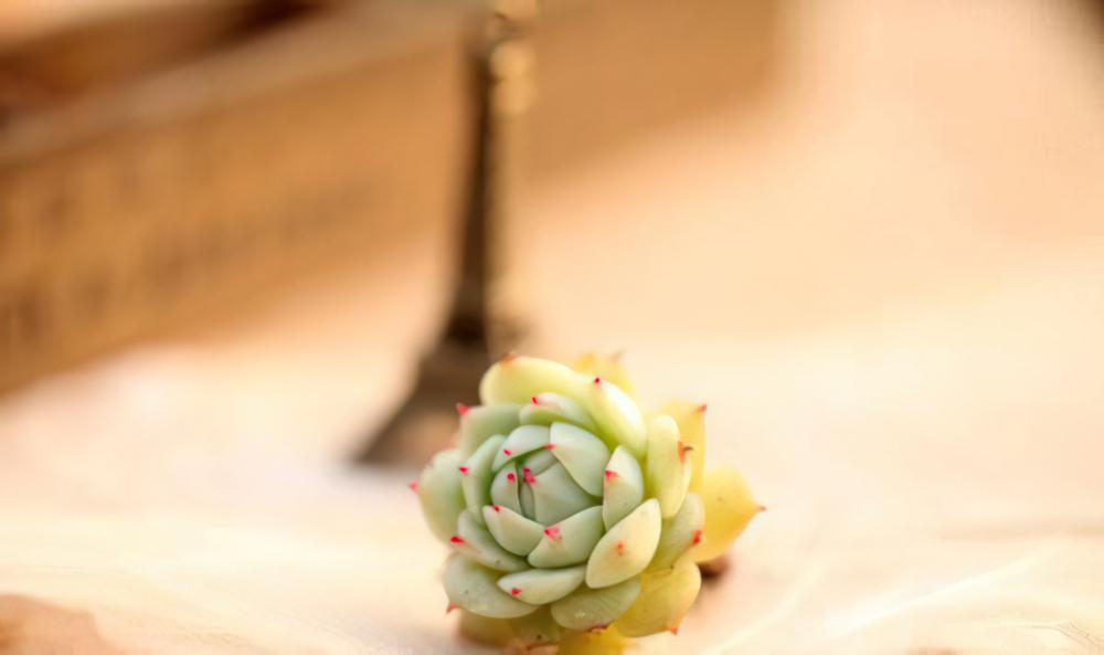 静夜 Echeveria derenbergii