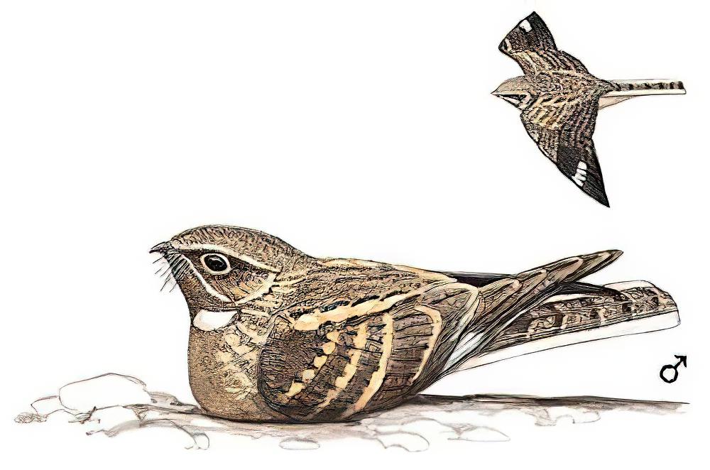 林夜鹰 / Savanna Nightjar / Caprimulgus affinis