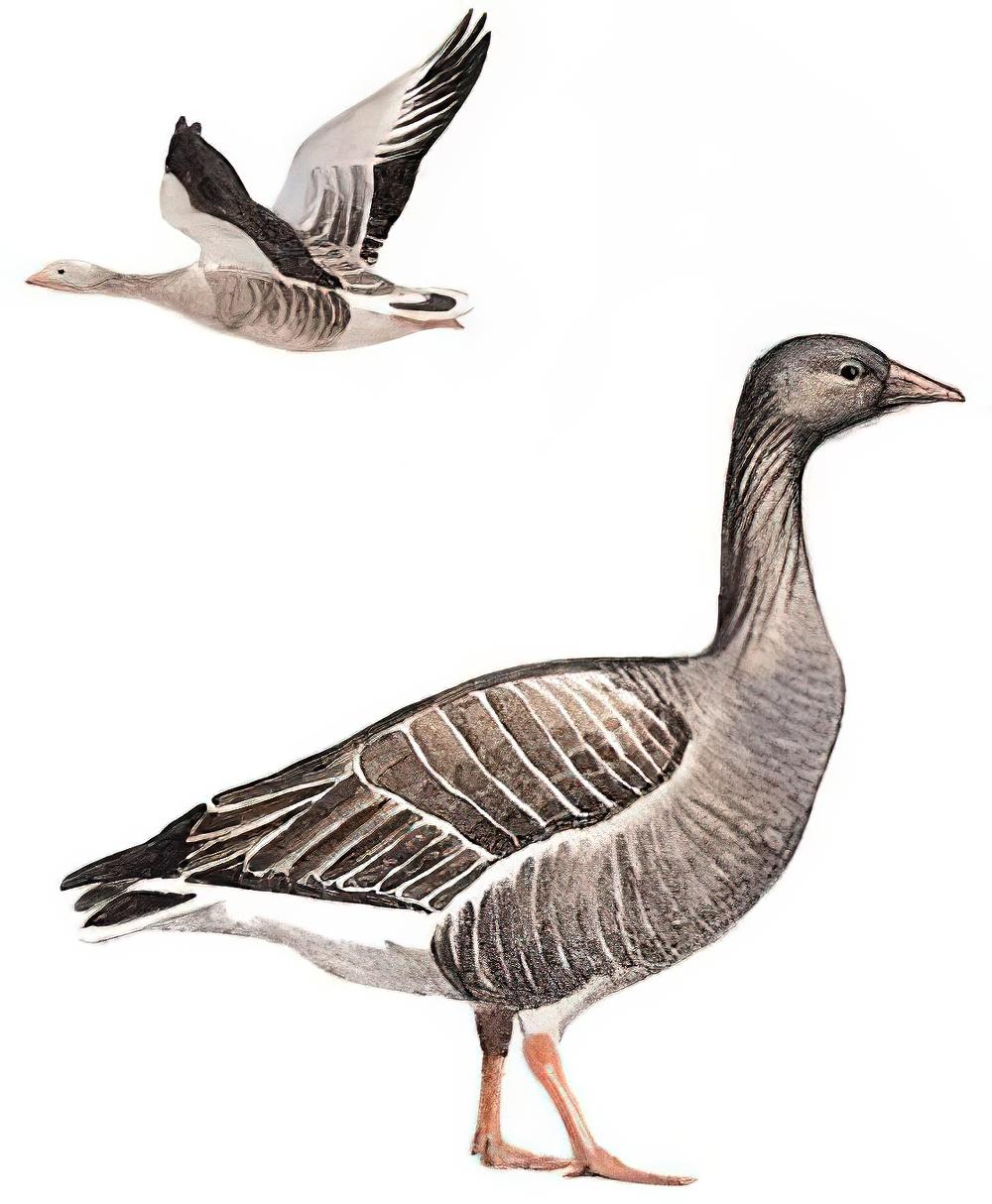 灰雁 / Greylag Goose / Anser anser