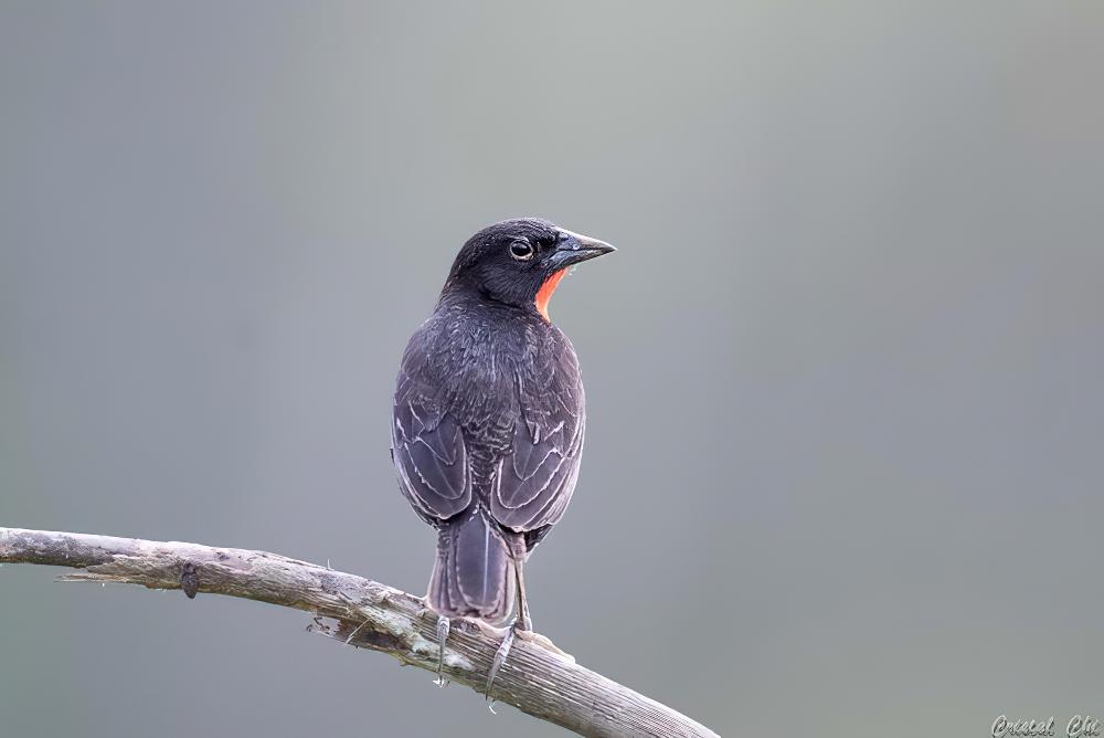 彭巴草地鹨 / Red-breasted Blackbird / Leistes militaris