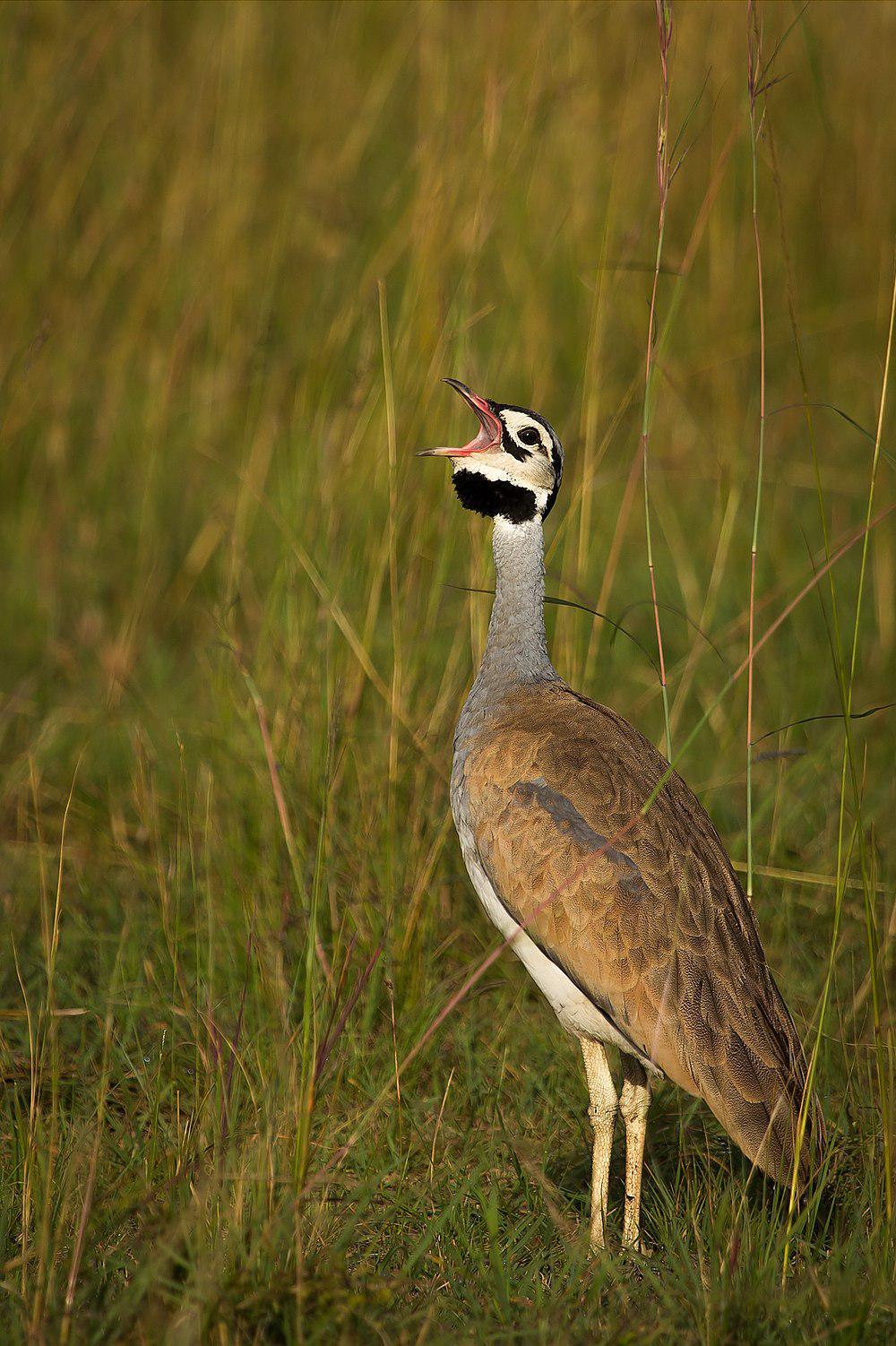 白腹鸨 / White-bellied Bustard / Eupodotis senegalensis