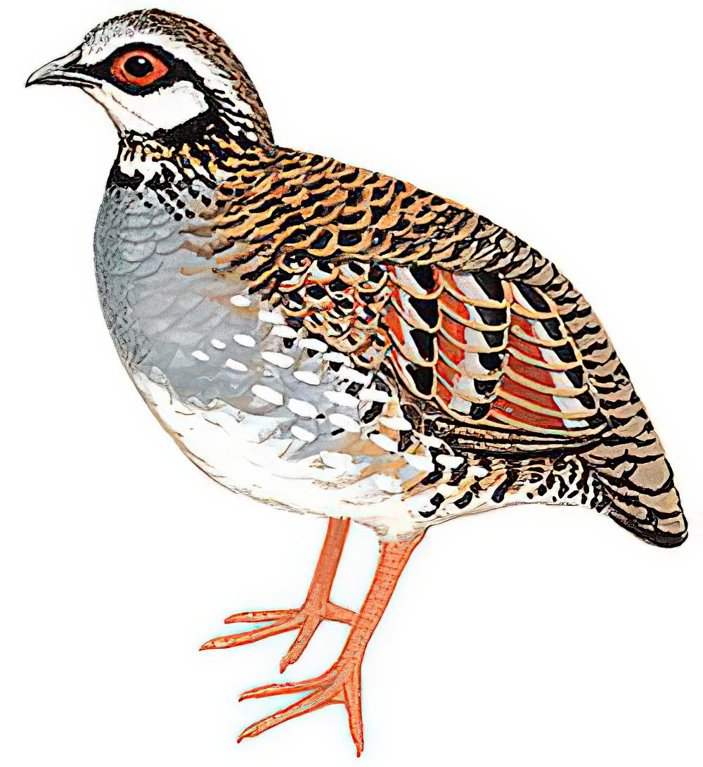 台湾山鹧鸪 / Taiwan Partridge / Arborophila crudigularis