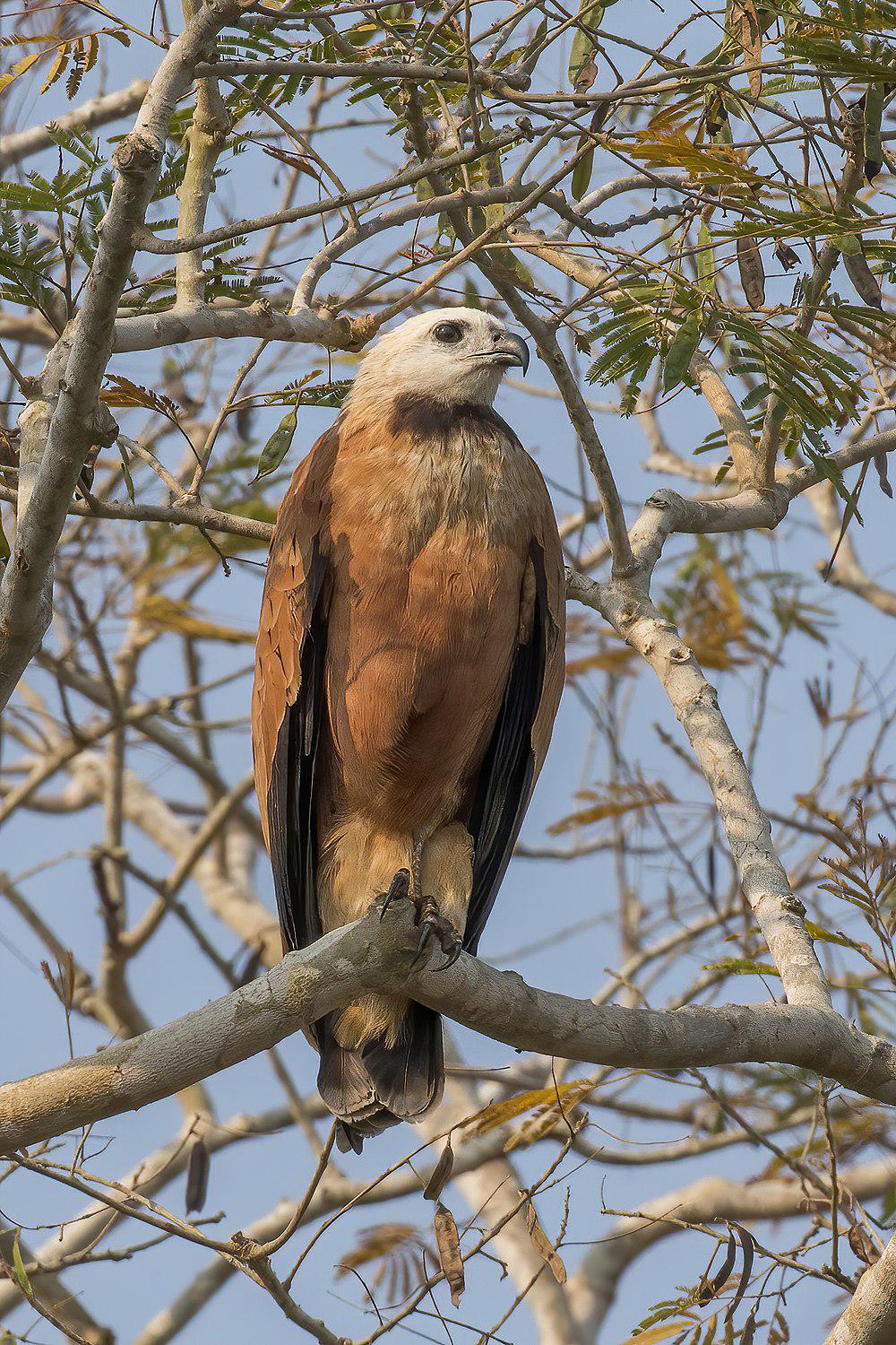 黑领鹰 / Black-collared Hawk / Busarellus nigricollis