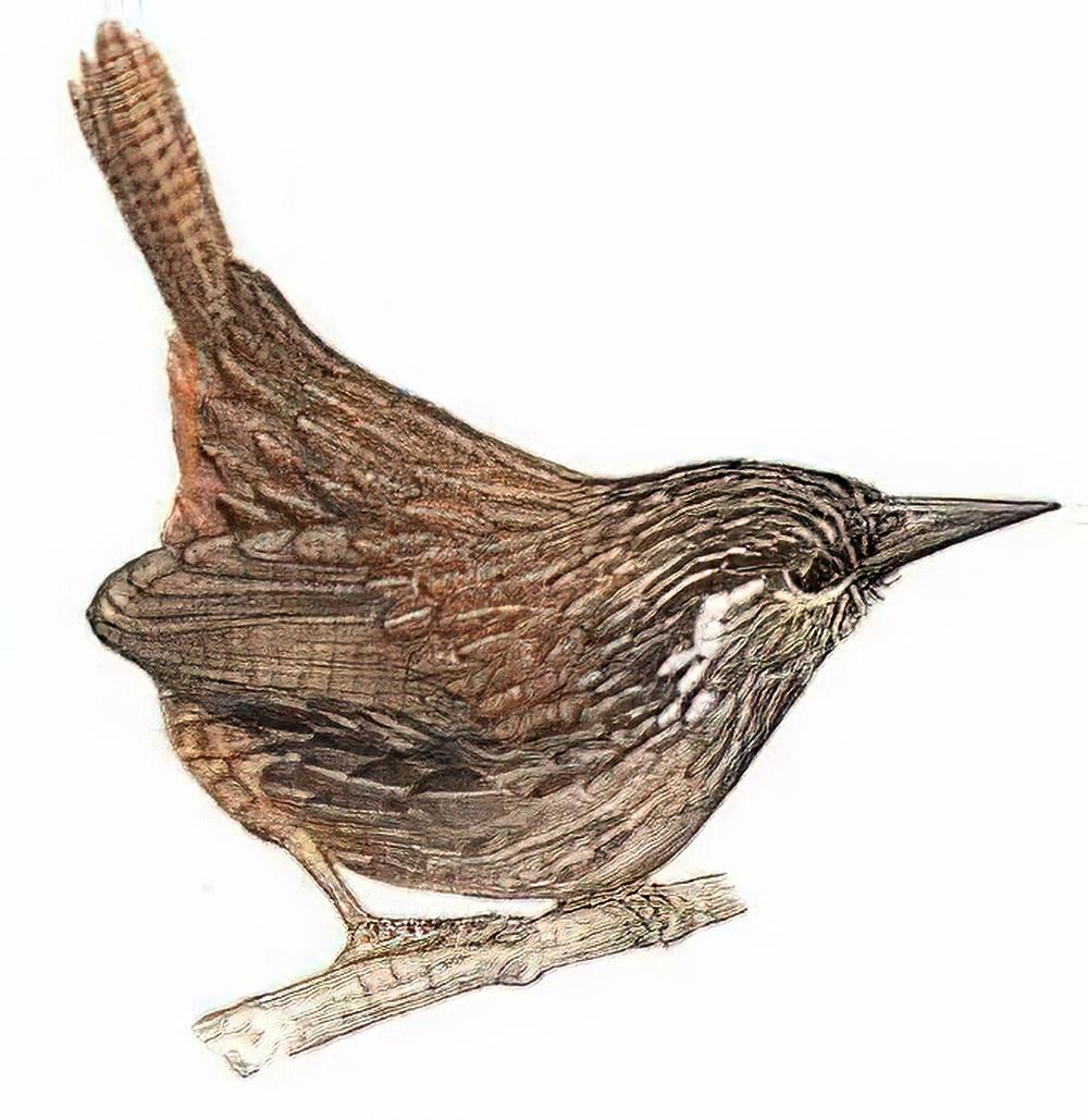 楔头鹩鹛 / Wedge-billed Wren Babbler