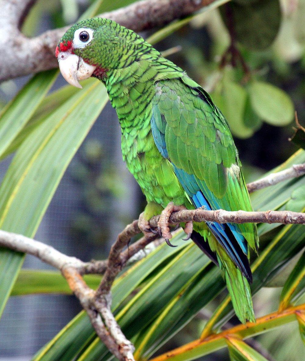 波多黎各鹦哥 / Puerto Rican Amazon / Amazona vittata