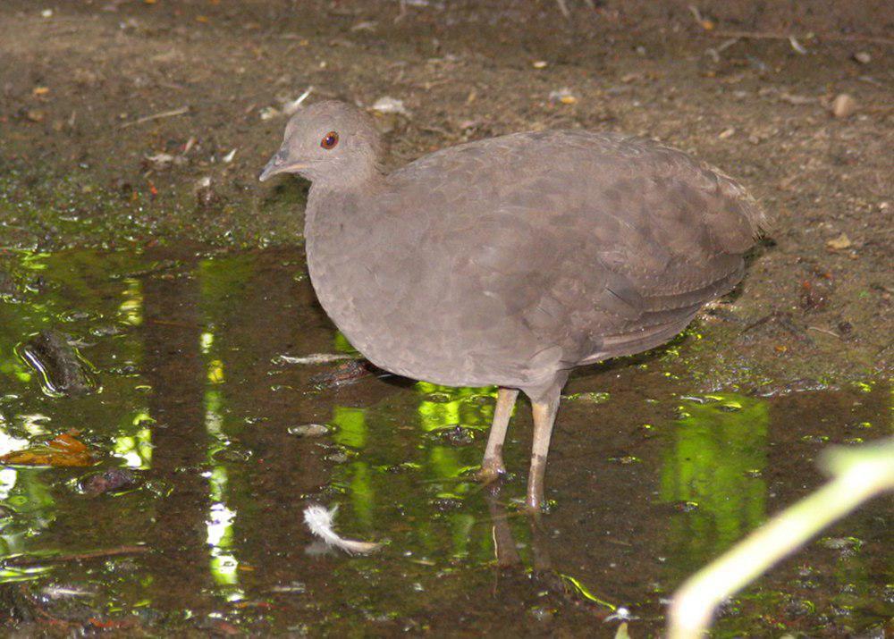 灰穴䳍 / Cinereous Tinamou / Crypturellus cinereus