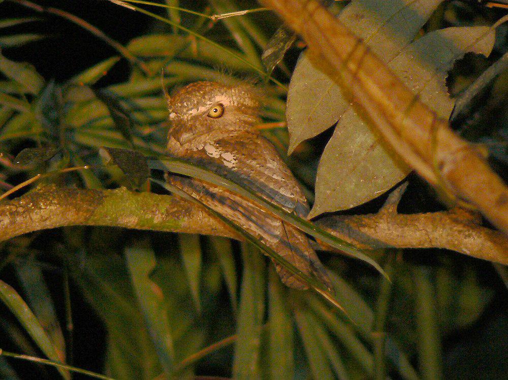 巴拉望蟆口鸱 / Palawan Frogmouth / Batrachostomus chaseni