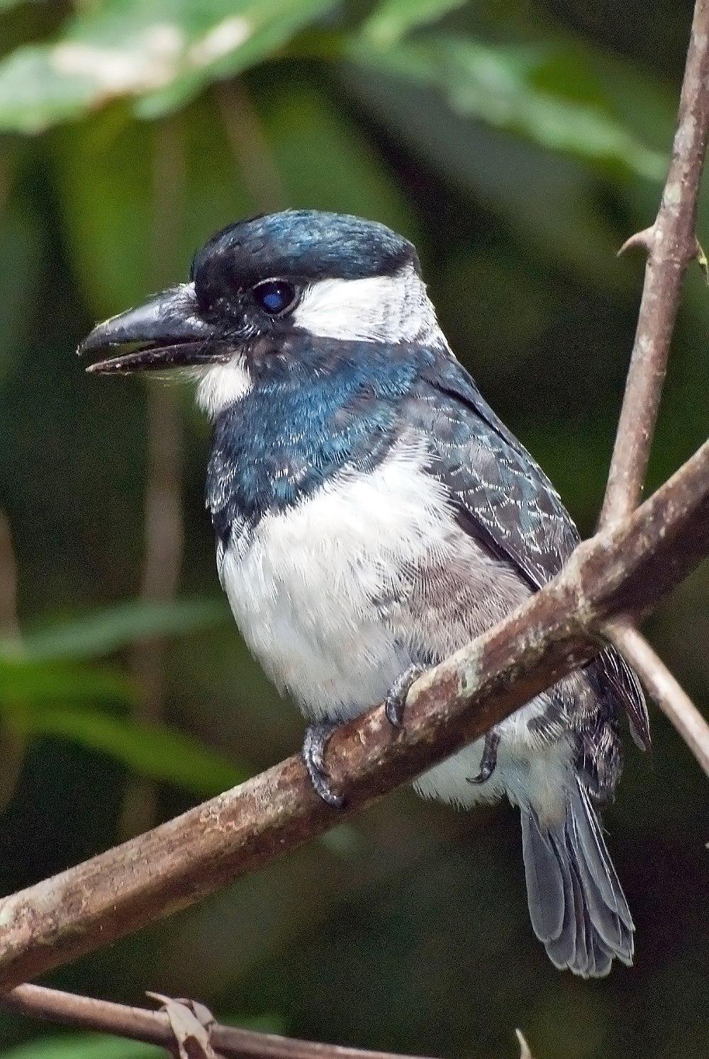 黑胸蓬头䴕 / Black-breasted Puffbird / Notharchus pectoralis