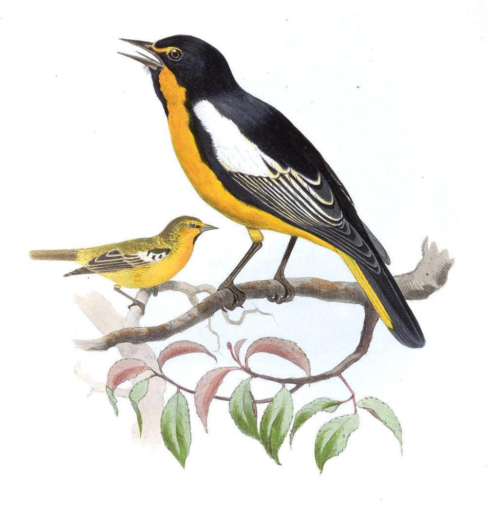 黑背拟鹂 / Black-backed Oriole / Icterus abeillei