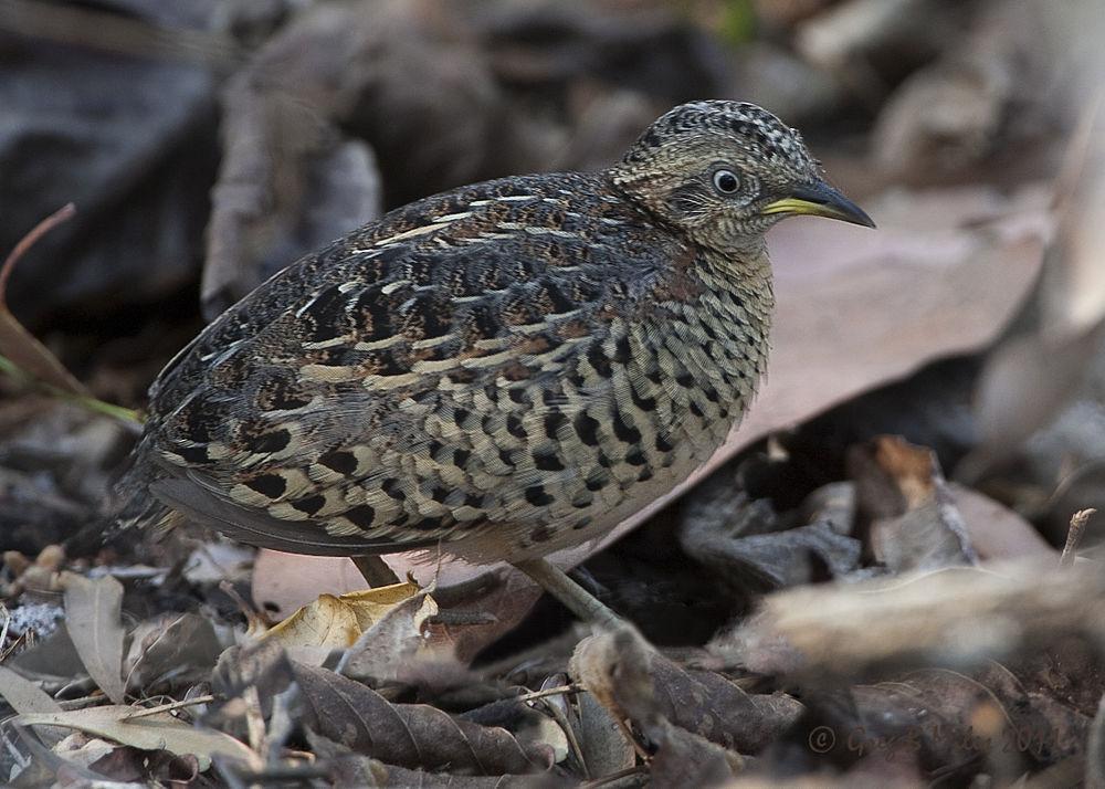 红背三趾鹑 / Red-backed Buttonquail / Turnix maculosus