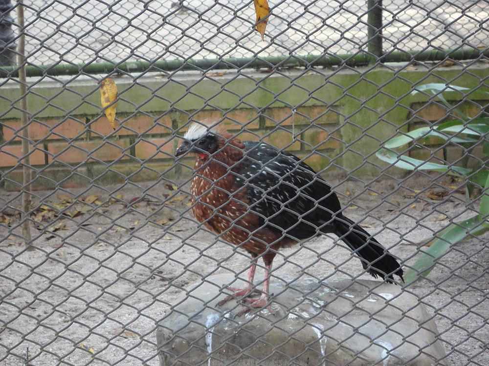 彩冠雉 / White-crested Guan / Penelope pileata