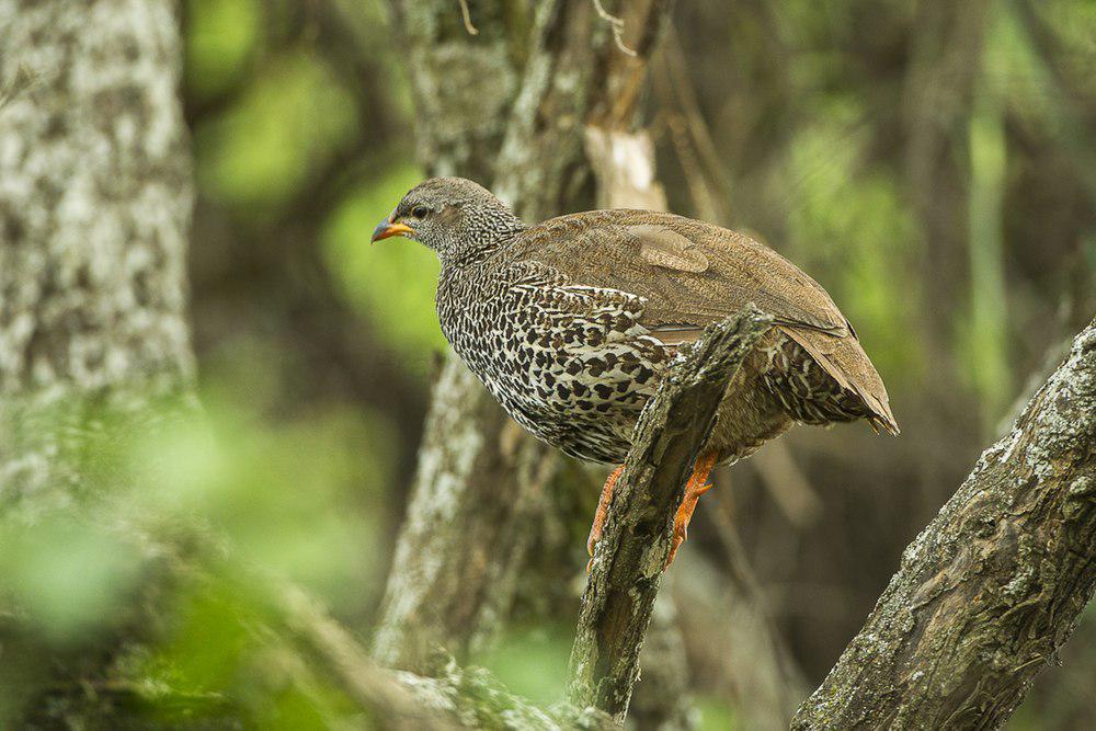 希氏鹧鸪 / Hildebrandt\'s Spurfowl / Pternistis hildebrandti