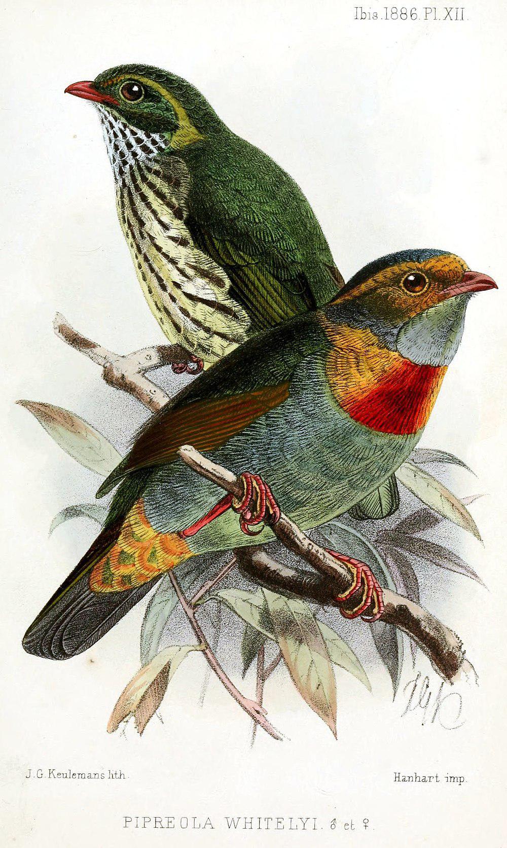 红斑食果伞鸟 / Red-banded Fruiteater / Pipreola whitelyi