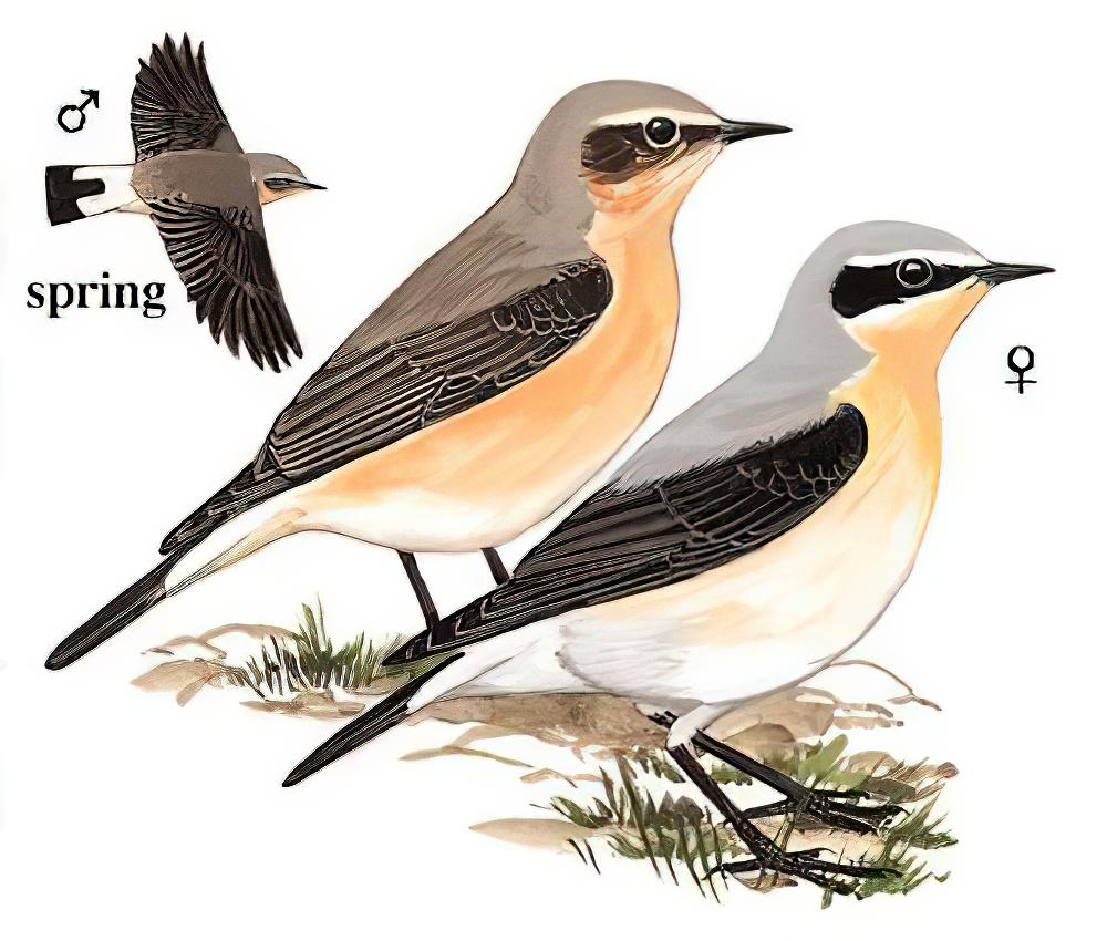 穗䳭 / Northern Wheatear / Oenanthe oenanthe