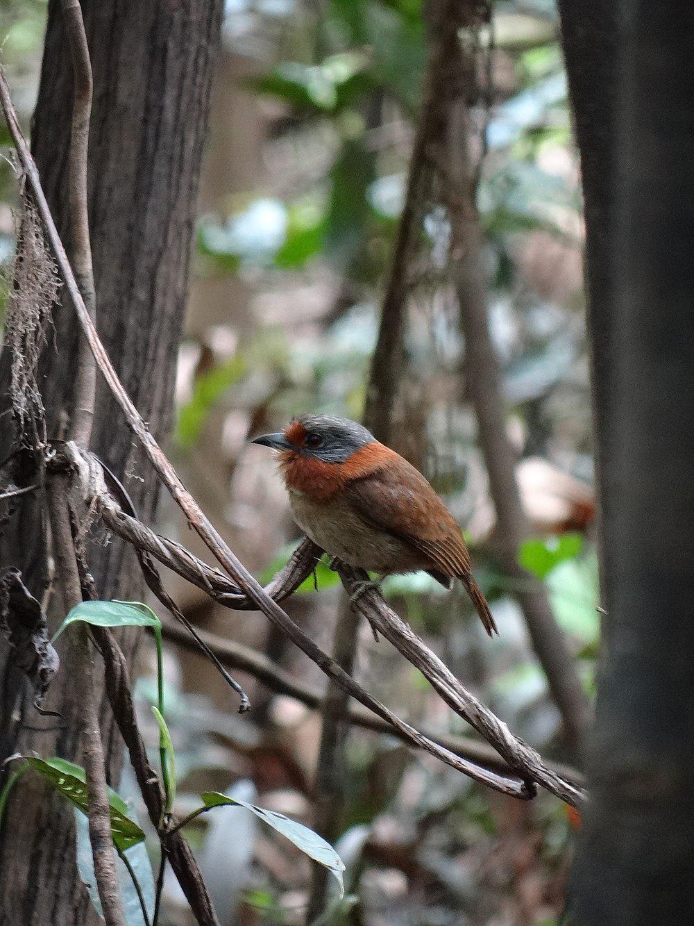 棕颈蓬头䴕 / Rufous-necked Puffbird / Malacoptila rufa