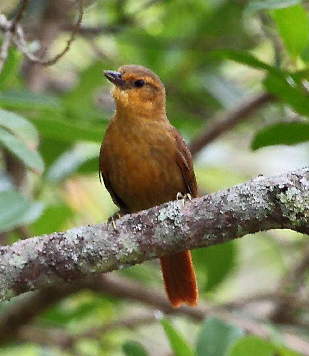 草黄拾叶雀 / Planalto Foliage-gleaner / Syndactyla dimidiata