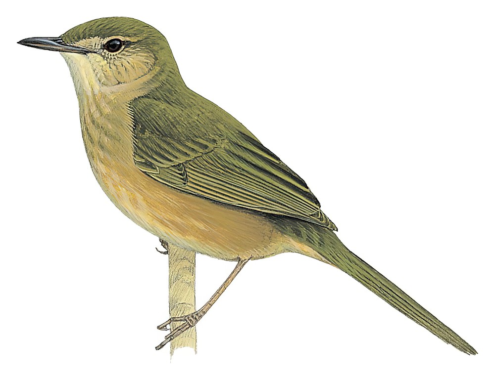 科摩罗薮莺 / Moheli Brush Warbler / Nesillas mariae