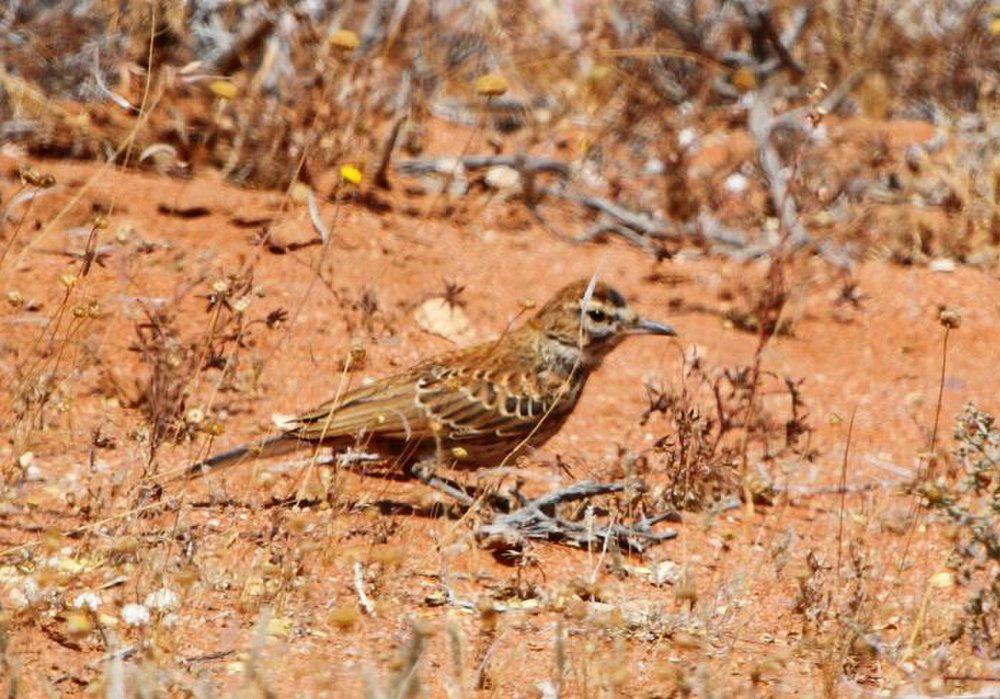 红背歌百灵 / Karoo Lark / Calendulauda albescens