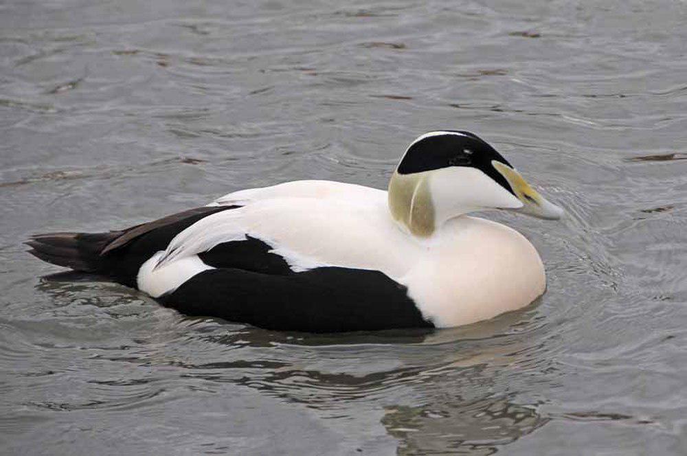 欧绒鸭 / Common Eider / Somateria mollissima