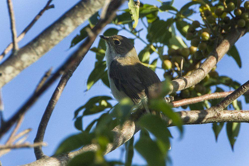 古巴孤鸫 / Cuban Solitaire / Myadestes elisabeth