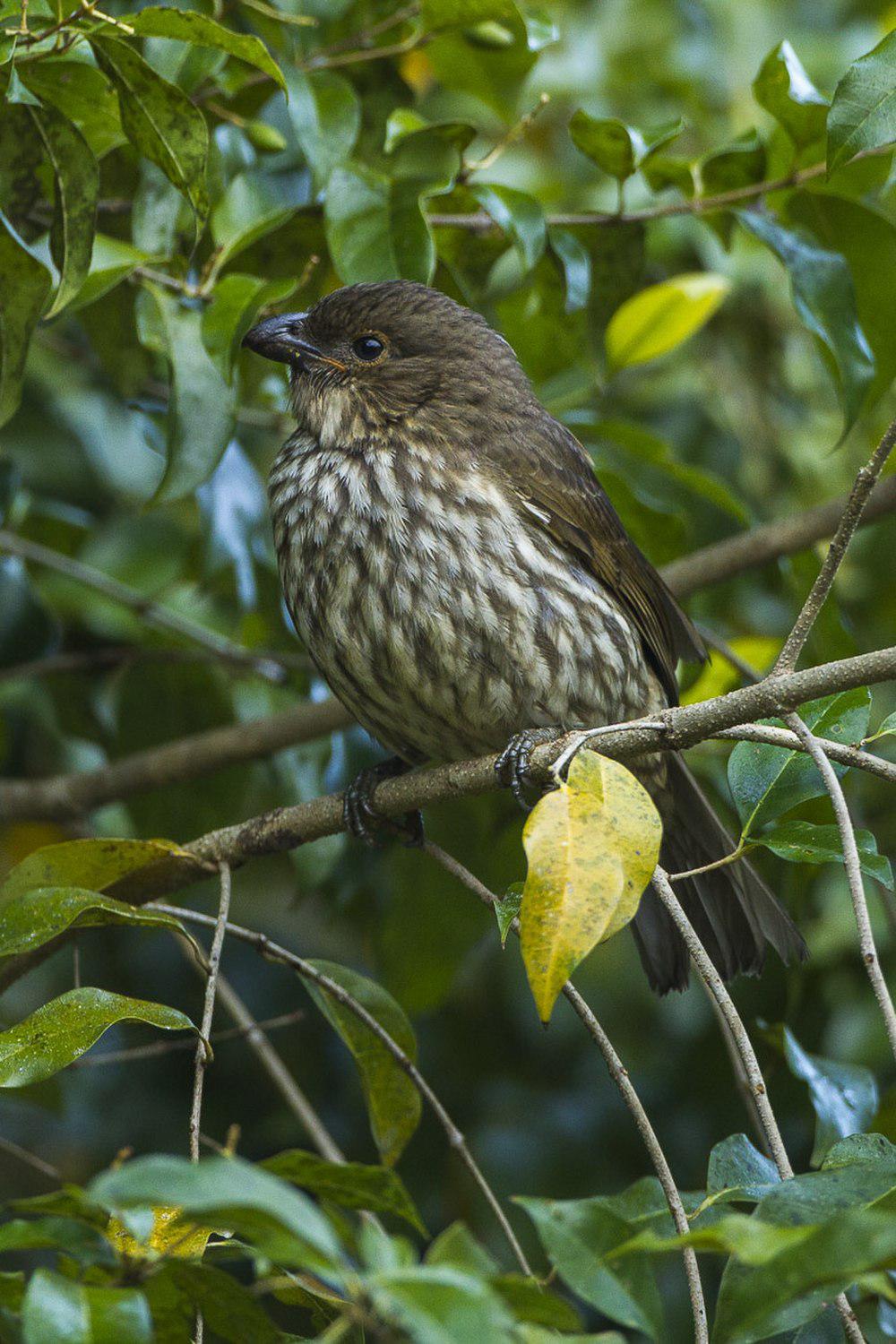 齿嘴园丁鸟 / Tooth-billed Bowerbird / Scenopoeetes dentirostris