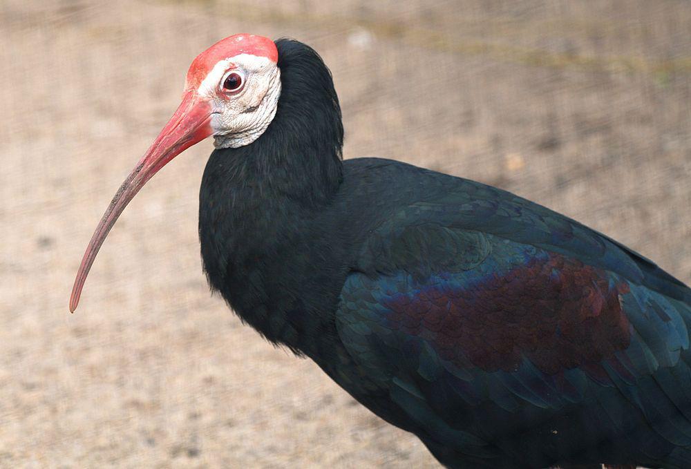 秃鹮 / Southern Bald Ibis / Geronticus calvus