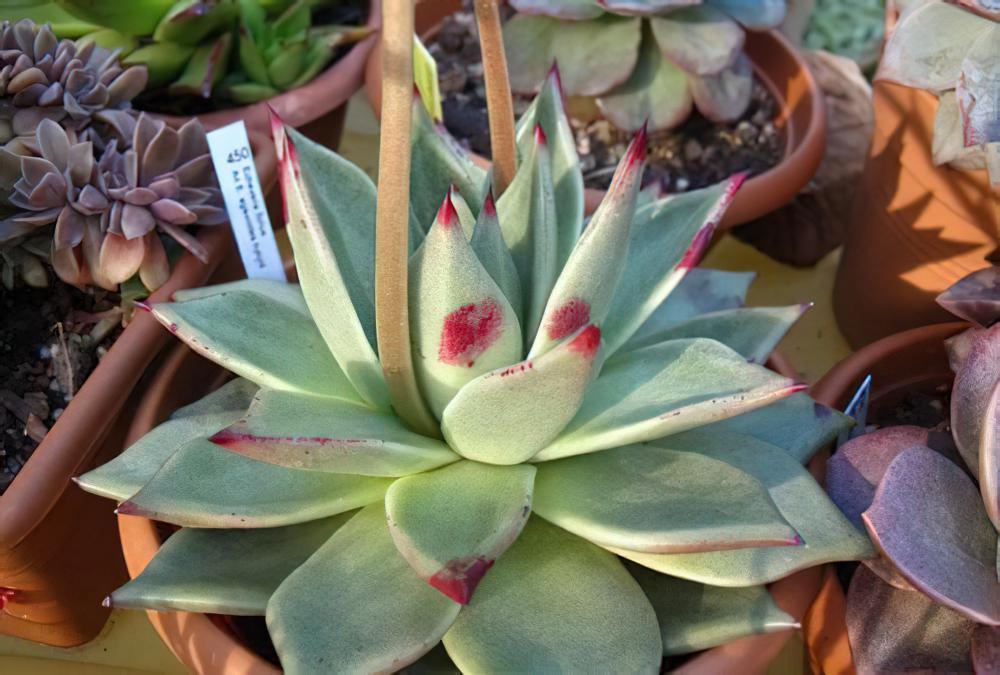 天狼星 Echeveria agavoides ‘Sirius‘