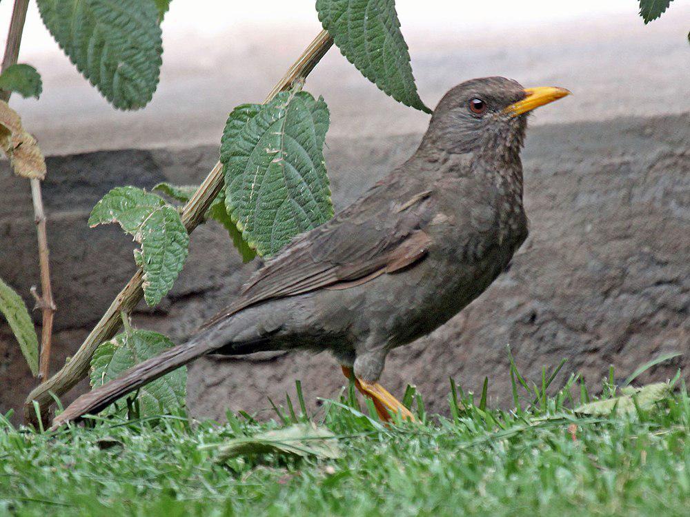 芝古鸫 / Chiguanco Thrush / Turdus chiguanco