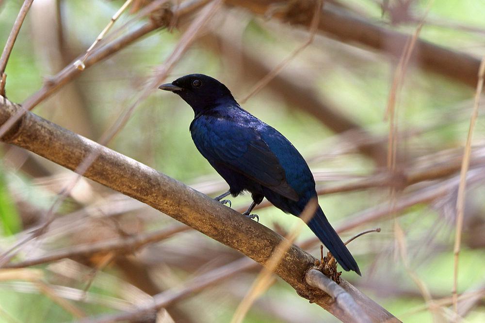 紫喉鹃鵙 / Purple-throated Cuckooshrike / Campephaga quiscalina