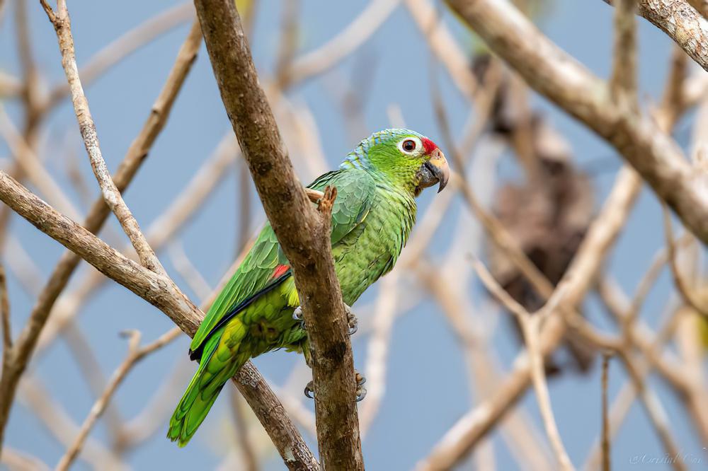 红眼鹦哥 / Red-lored Amazon / Amazona autumnalis