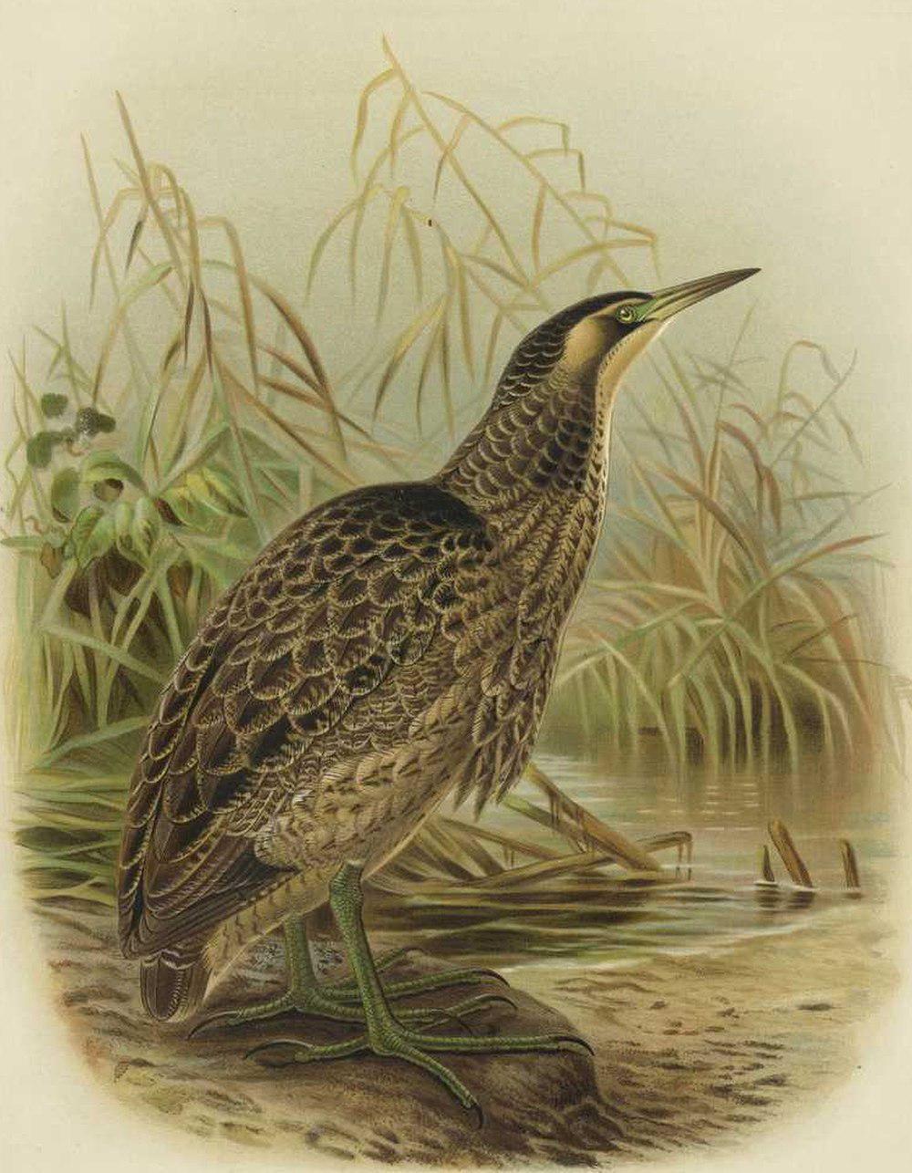 褐麻鳽 / Australasian Bittern / Botaurus poiciloptilus