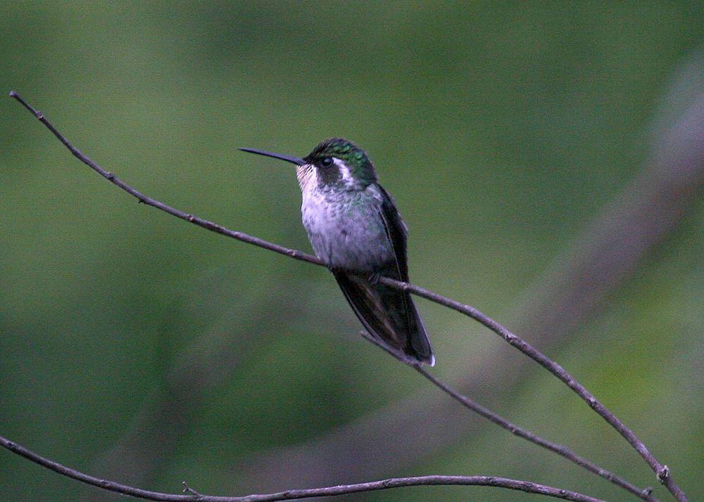 绿胸宝石蜂鸟 / Green-breasted Mountaingem / Lampornis sybillae