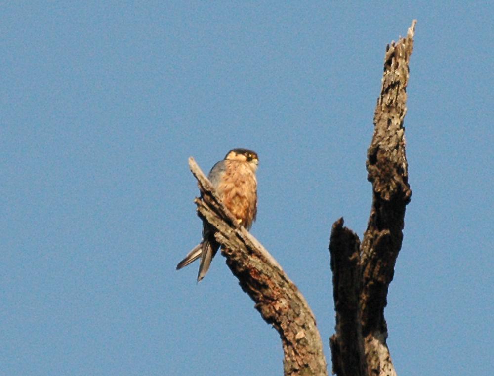 非洲隼 / African Hobby / Falco cuvierii