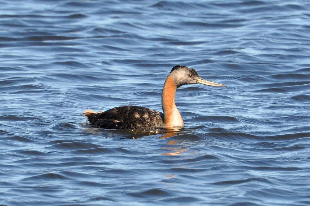 大䴙䴘 / Great Grebe / Podiceps major