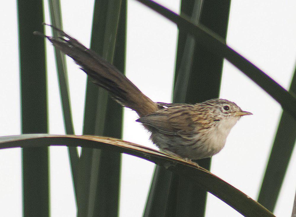 长尾山鹪莺 / Rufous-vented Grass Babbler / Laticilla burnesii