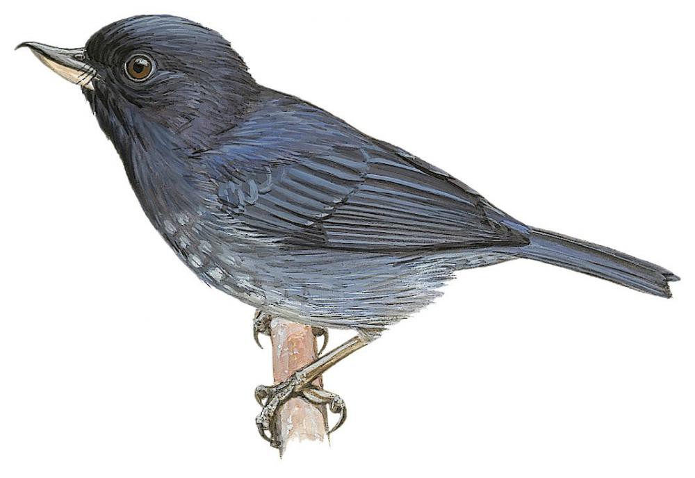 鳞斑刺花鸟 / Scaled Flowerpiercer / Diglossa duidae