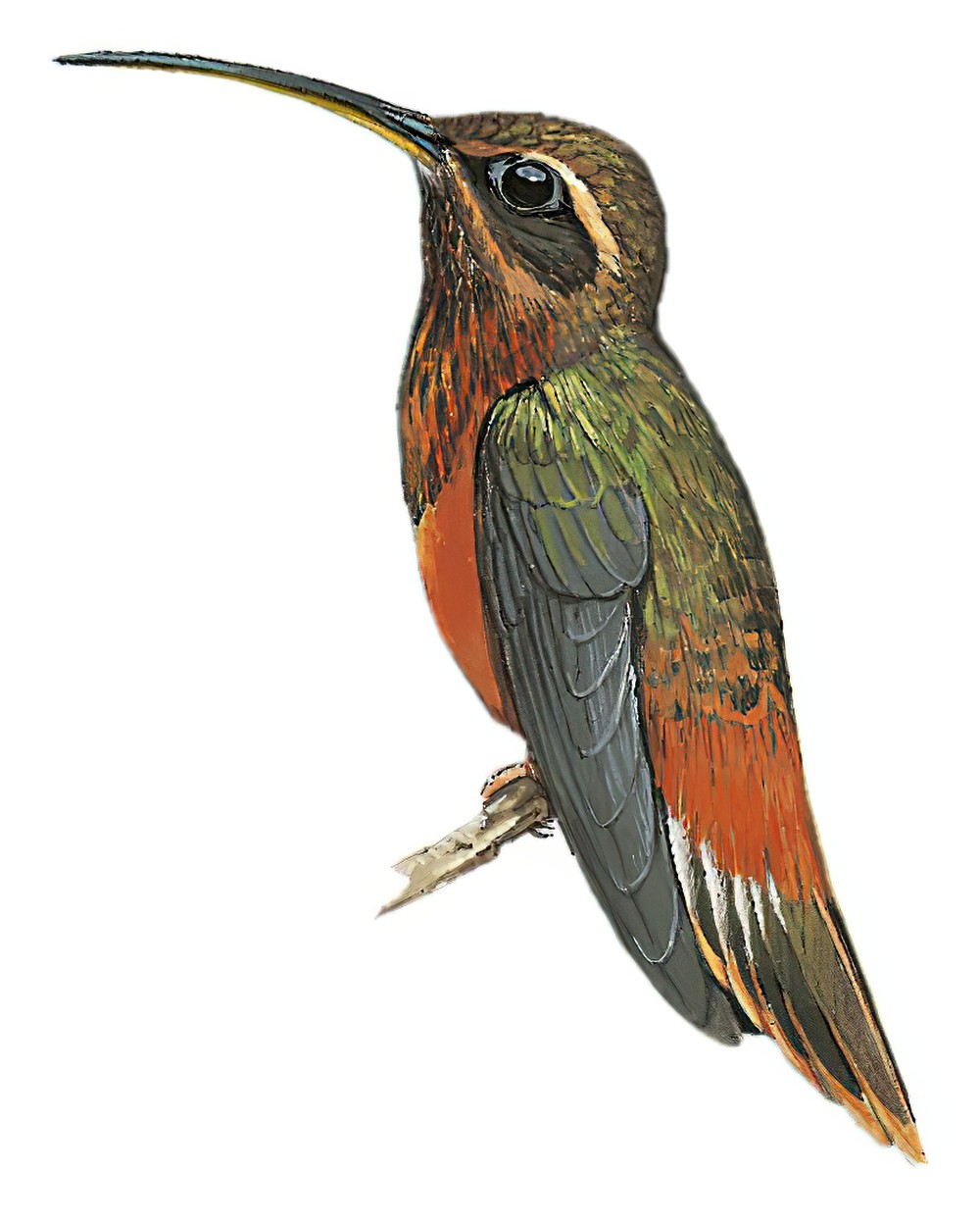 塔河隐蜂鸟 / Tapajos Hermit / Phaethornis aethopygus